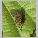 Tabanus bromius - Bremse 05.jpg